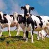 реализуем быков голштинской породы в Республике Беларусь