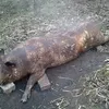 свинину оптом  в Республике Беларусь 2