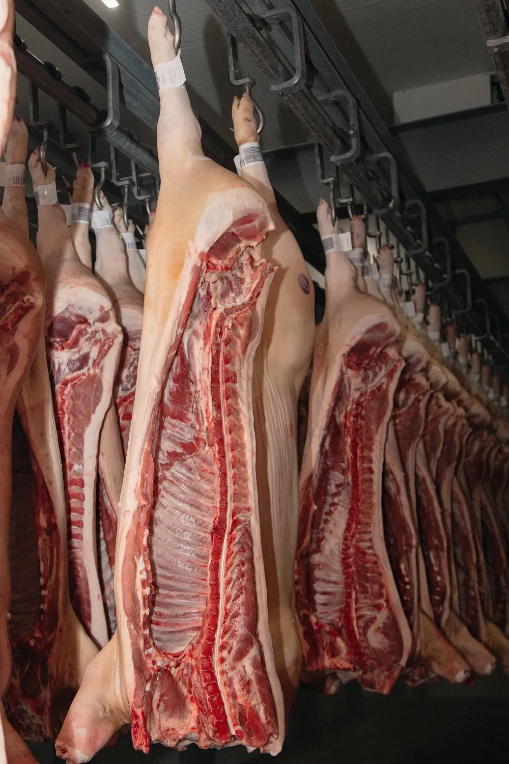 Фотография продукта Мясо свинины в полутушах 2 кат охл/зам