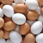 купим яйцо дорого Минск в Республике Беларусь