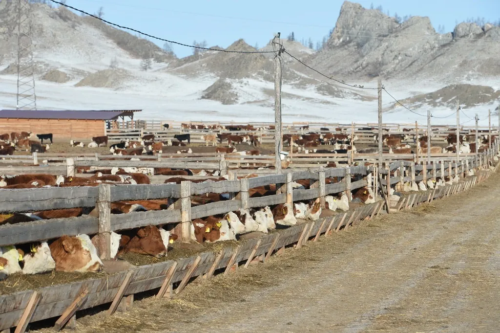 продажа элитных бычков мясных пород в Горно-Алтайске