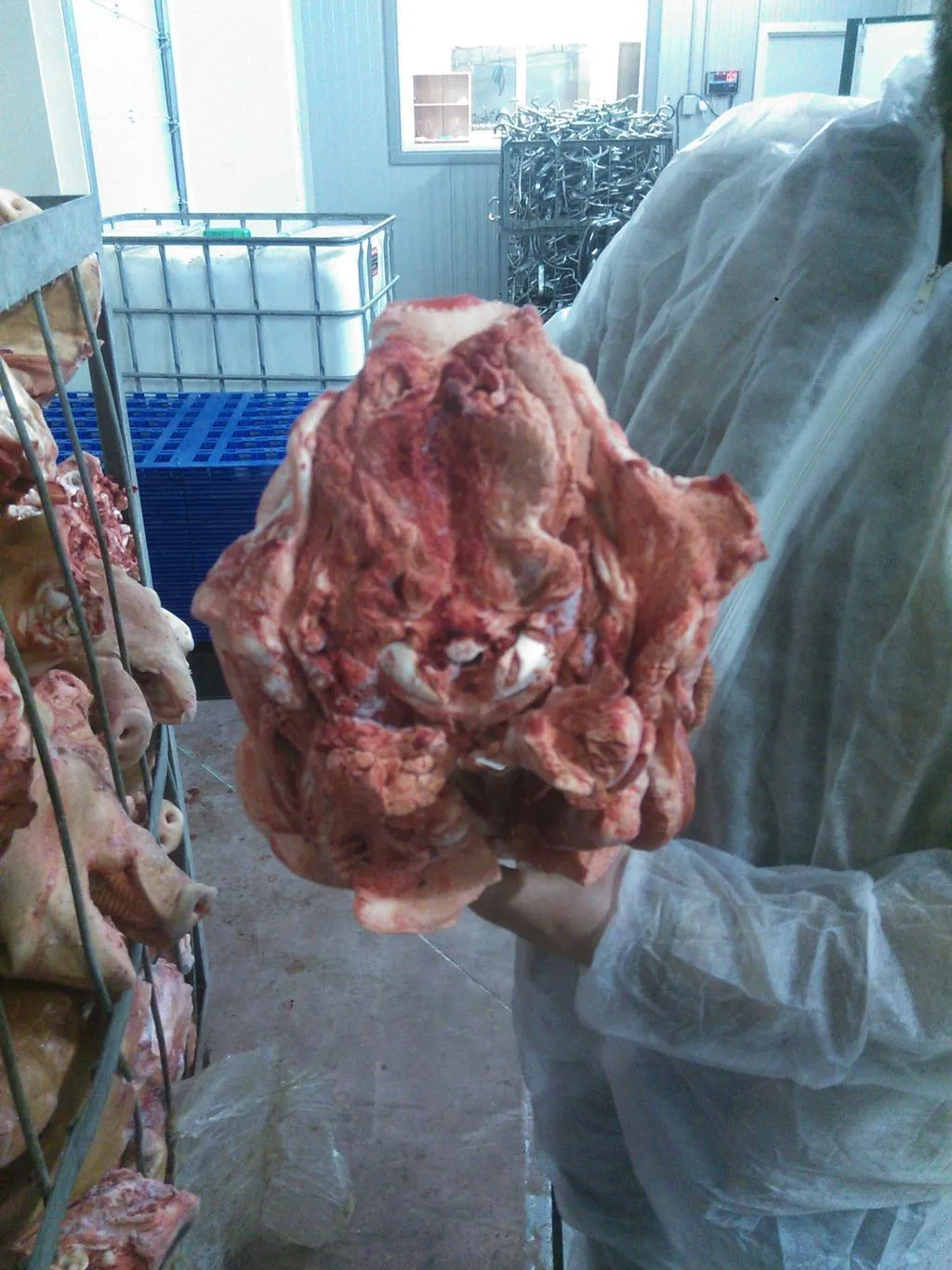 фотография продукта Головы свиные ограбленные