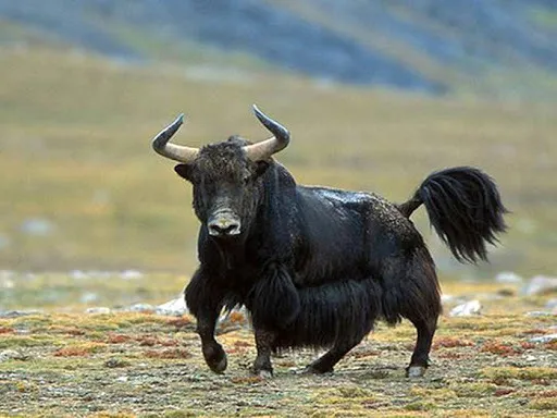 фотография продукта Сарлык як, дикий бык, буйвол азиатский 
