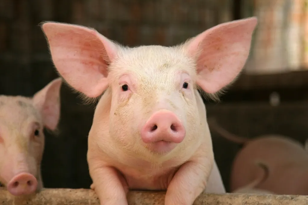 фотография продукта свиней, КРС на мясо