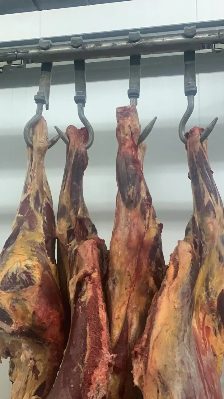 мясо говядины 1 категории быки и телки в Казахстане 2