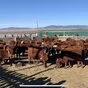 бычки на откорм и убой казахи, калмыки в Улан-Удэ и Республике Бурятия 4