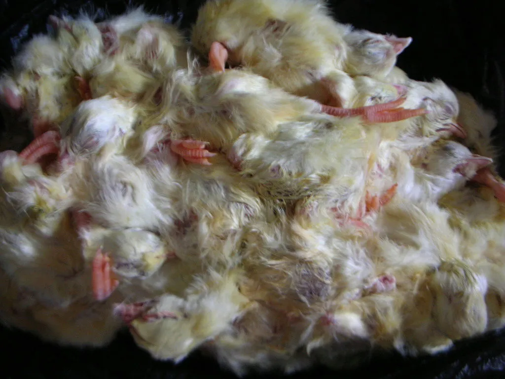 фотография продукта суточные замороженные цыплята на корм