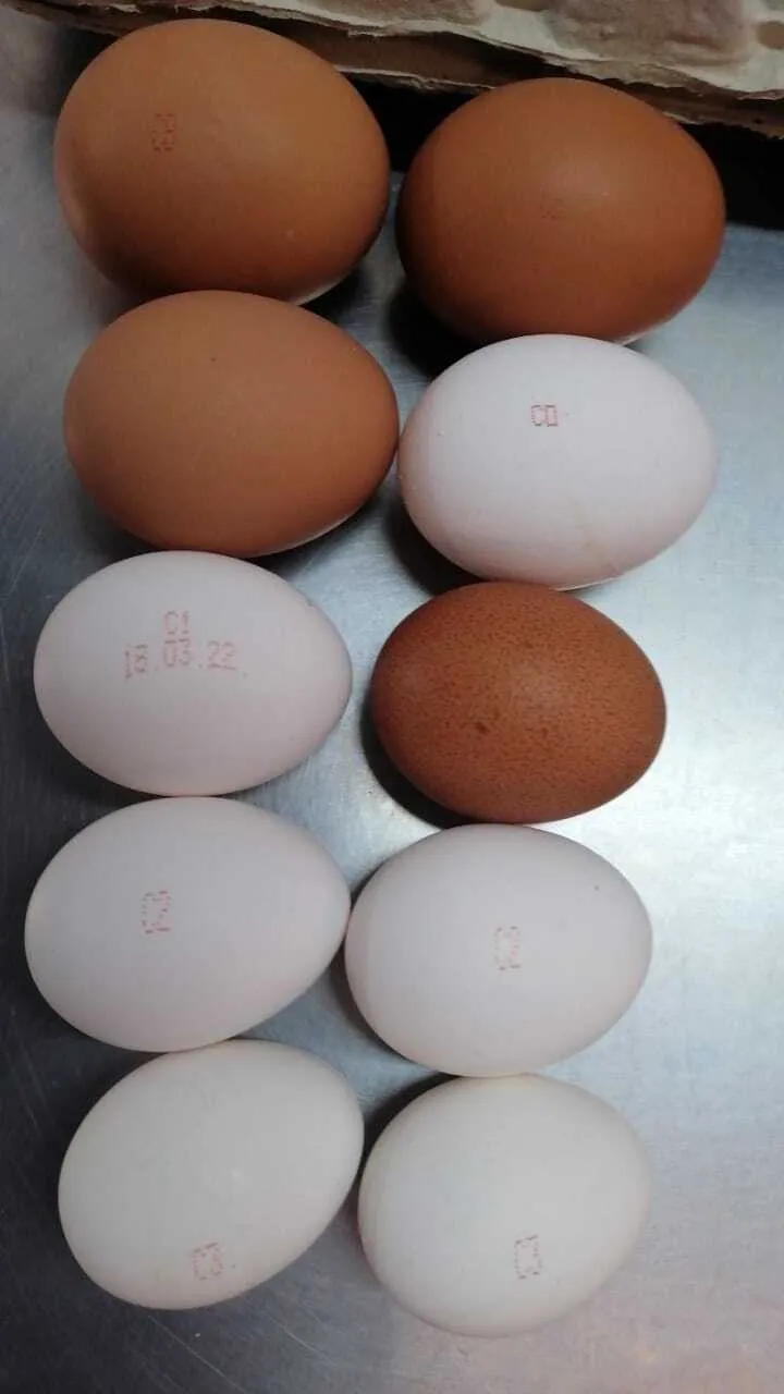 яйцо куриное от производителя  в Казахстане