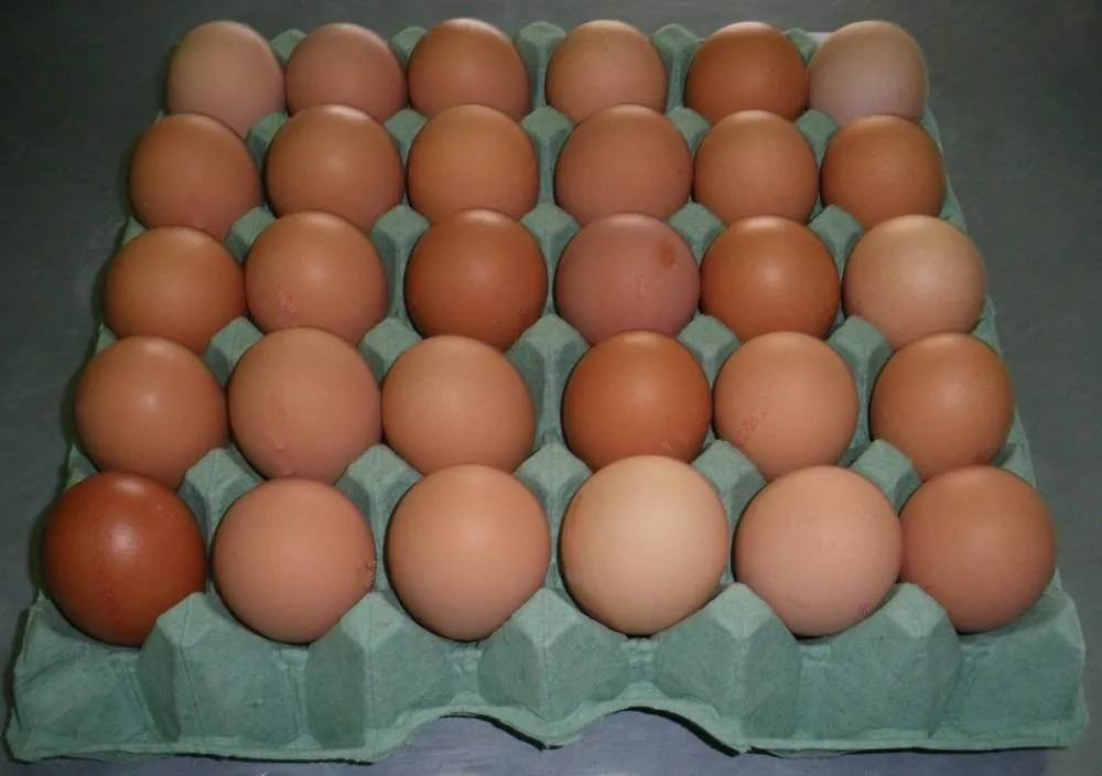 фотография продукта Инкубационное яйцо