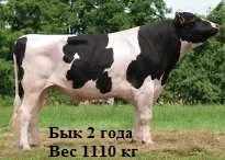 предлагаем скот черно-пестрой породы в Республике Беларусь 5