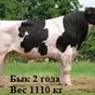 предлагаем скот черно-пестрой породы в Республике Беларусь 5
