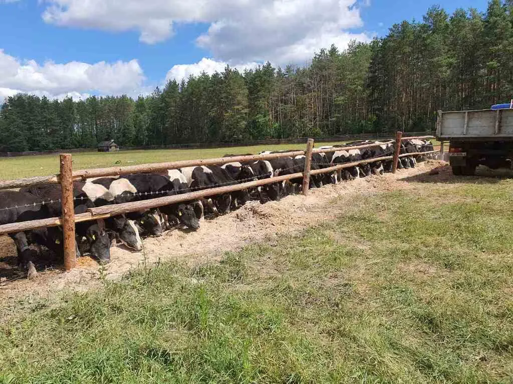 предлагаем скот черно-пестрой породы в Республике Беларусь 3