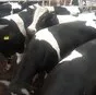 предлагаем скот черно-пестрой породы в Республике Беларусь