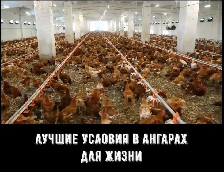 мясо курицы в Москве