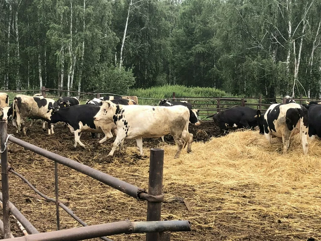 Фотография продукта Нетели 