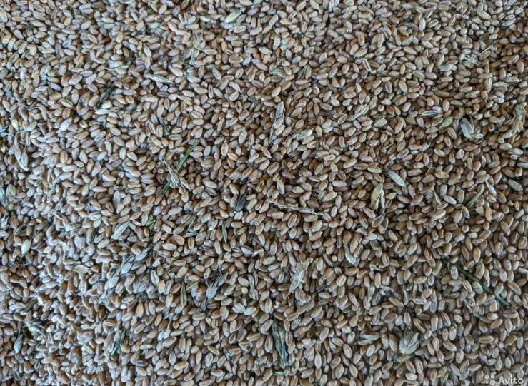 Фотография продукта Пшеница нового урожая