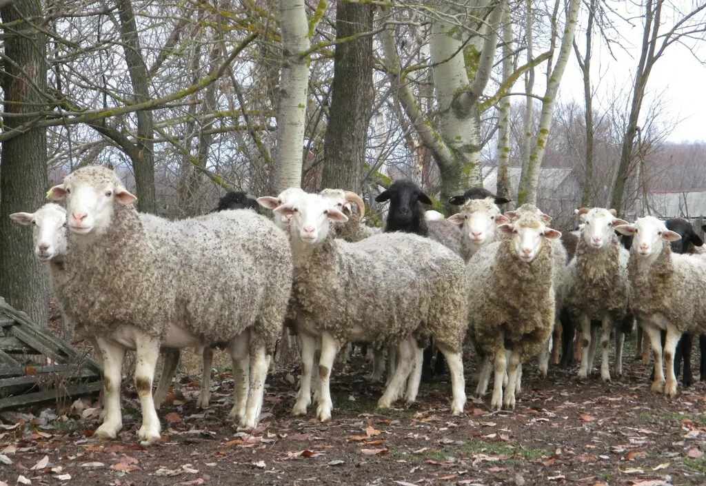 фотография продукта Овцы, ярки, баранина