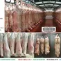 lamb carcass в Казахстане 5