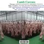 lamb carcass в Казахстане 3