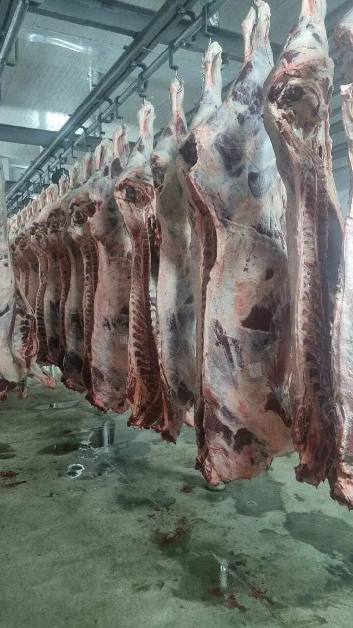 фотография продукта Мясо говядина охлажденная полутуши оптом
