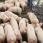 поросята, свиньи, свиноматки (оптом) в Тамбове и Тамбовской области 10