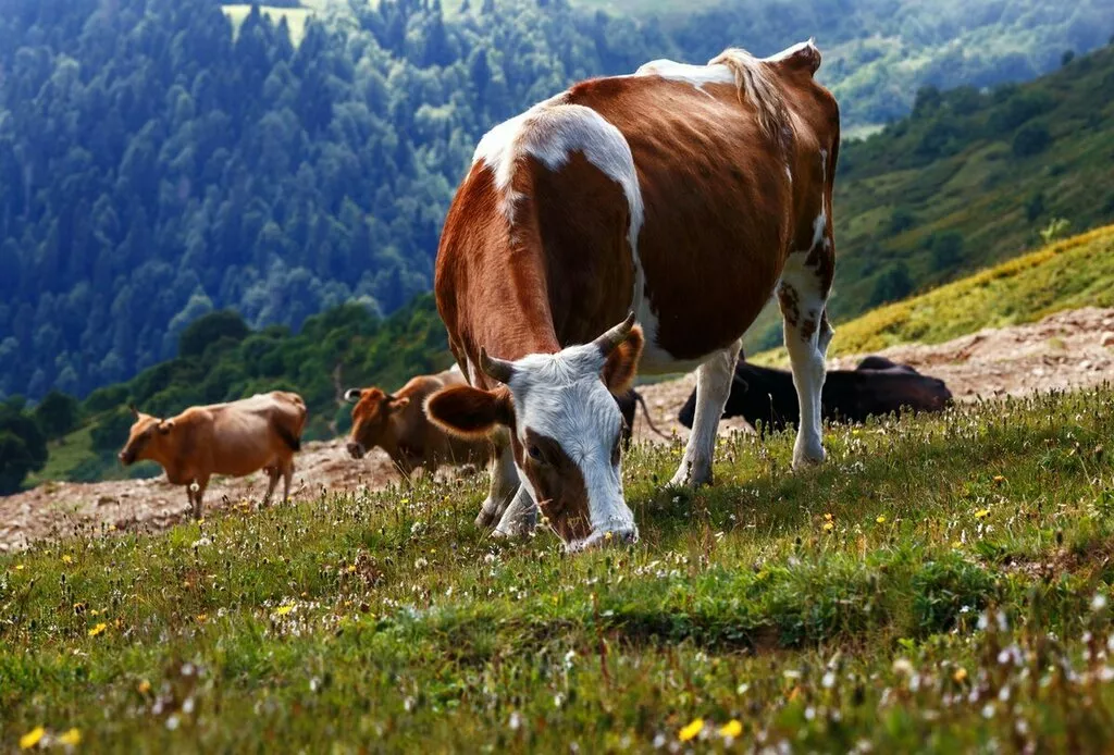 оптовые продажи крс, баранины,конины. в Барнауле и Алтайском крае 11