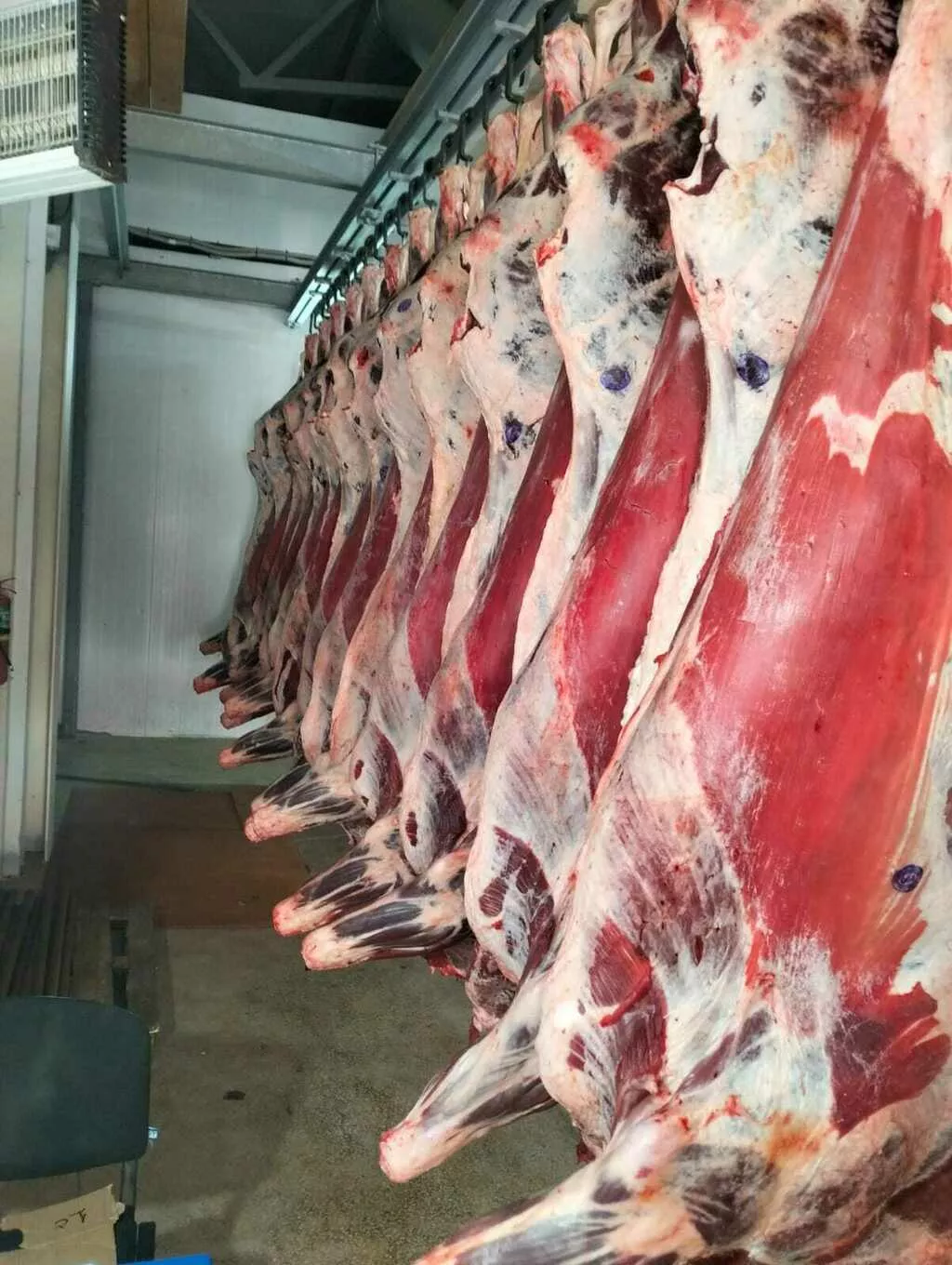 Фотография продукта Говядина в тушах бычки (откорм) 