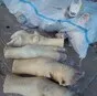 ноги говяжьи в Ижевске и Удмуртской республике 2