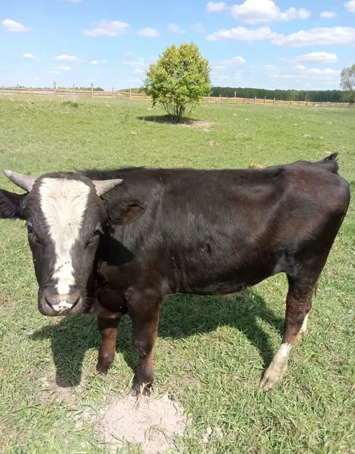 продаю бычков в Калуге и Калужской области