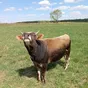 продаю бычков в Калуге и Калужской области 5