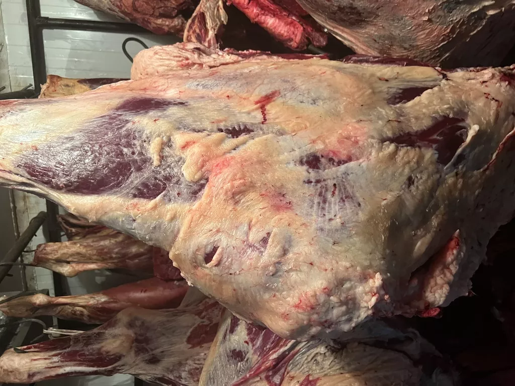 фотография продукта Мясо говядина в тушах 