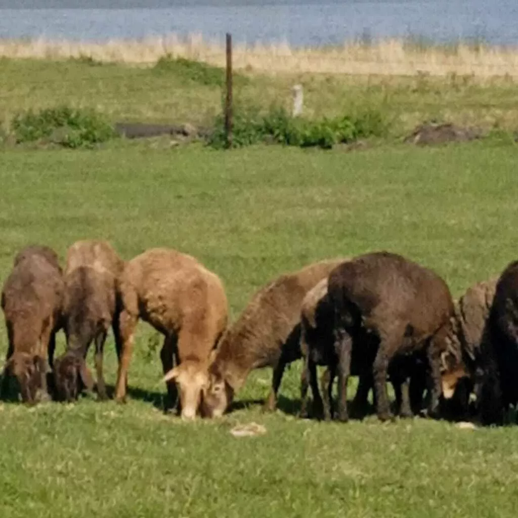 бараны и овцы эдильбаевской породы в Кургане и Курганской области
