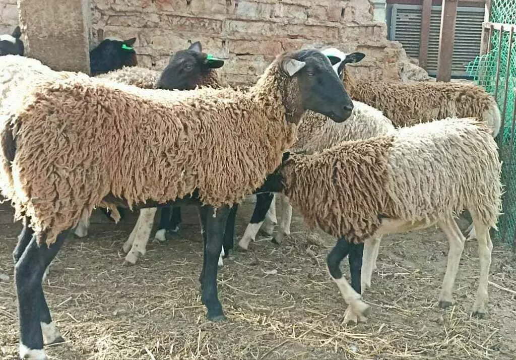 ярки дорпер в Калуге и Калужской области