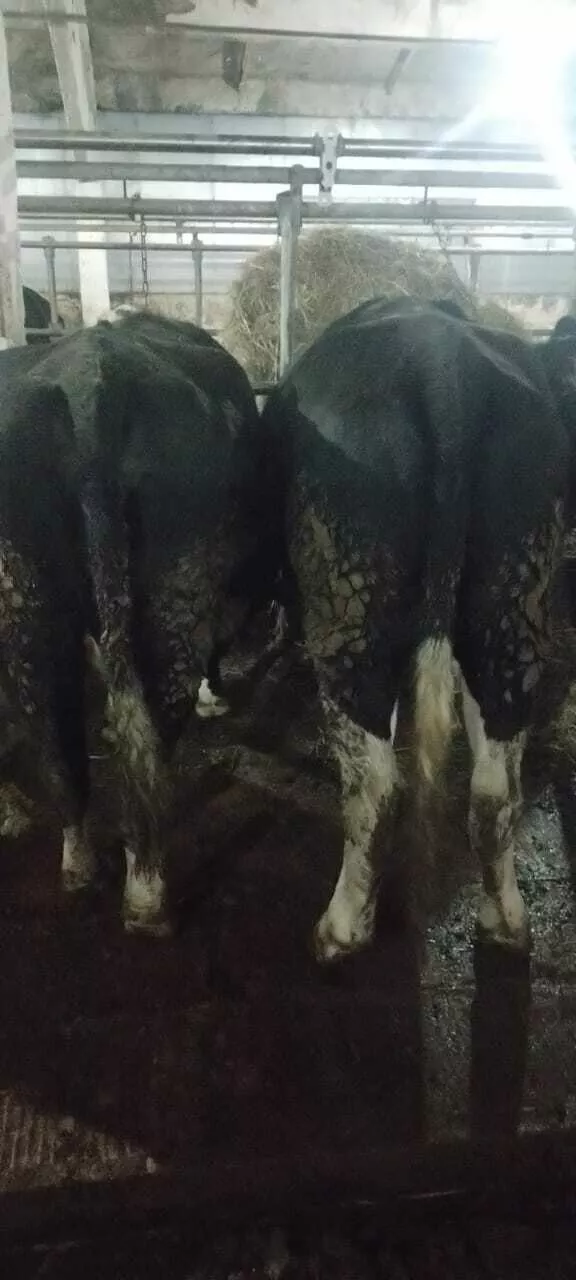 бычки 350 + в Брянске и Брянской области