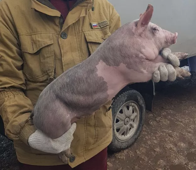 Фотография продукта Свиньи, свиноматки,  поросята (оптом)