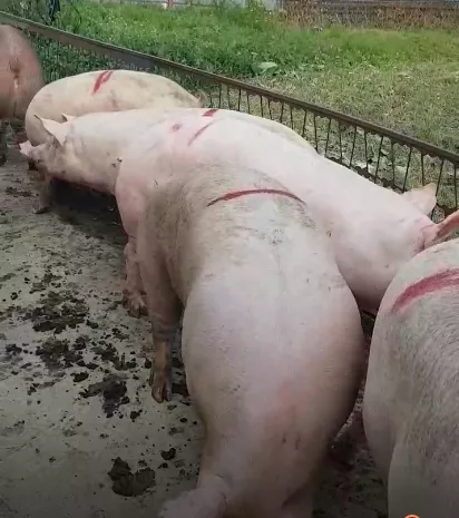 фотография продукта Свиньи, свиноматки, поросята с комплекса