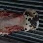 головы говяжьи в Новосибирске 4