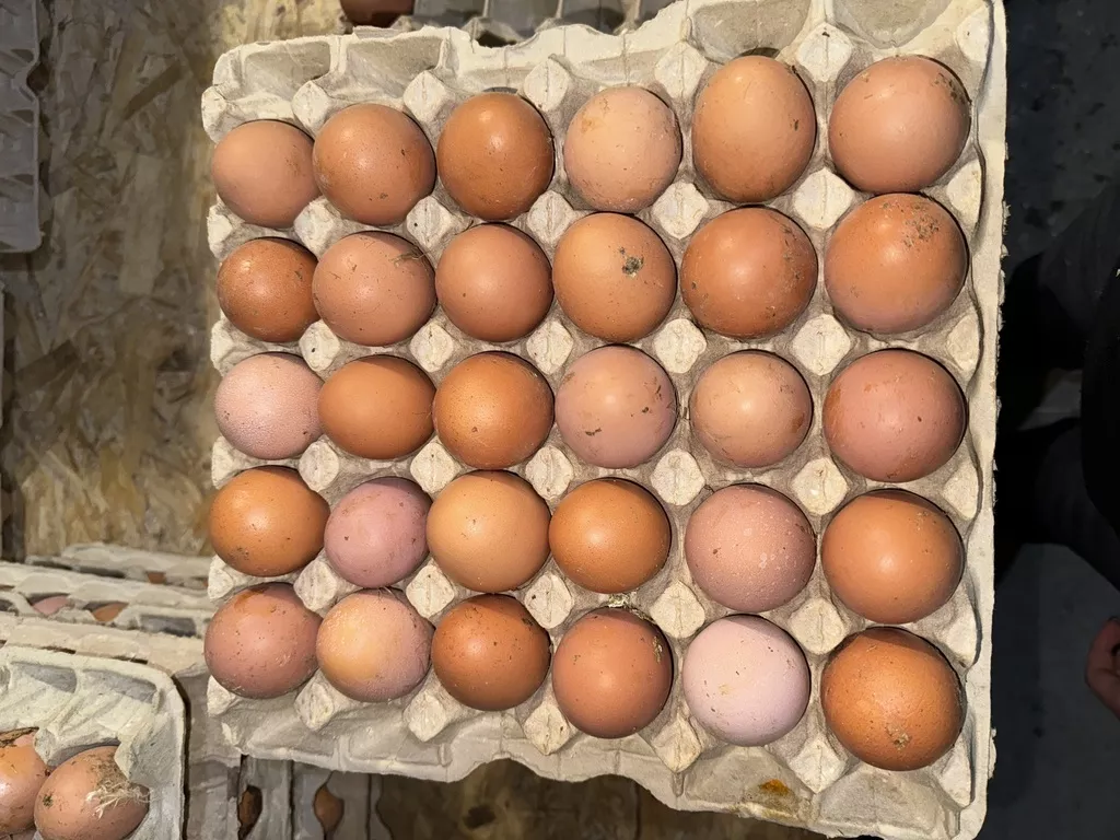 яйцо куриное фермерское в Рязани и Рязанской области