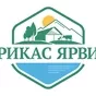 обмен, продажа зрелого барана в Санкт-Петербурге