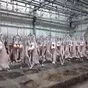 мясную продукцию из казахстана в Казахстане 14