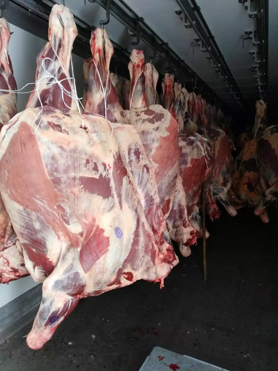 фотография продукта Мясо говядины бык,корова в четвертях.