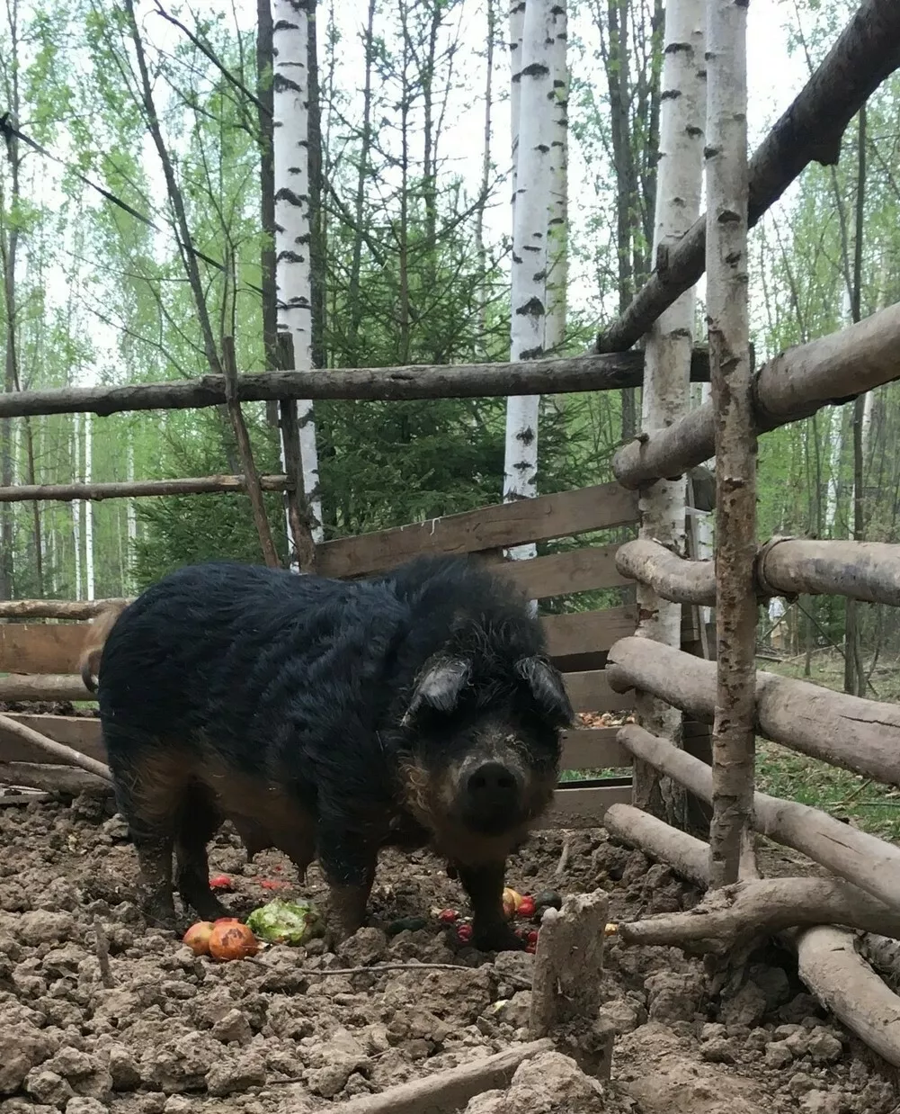 мангалицы в Перми и Пермском крае 2