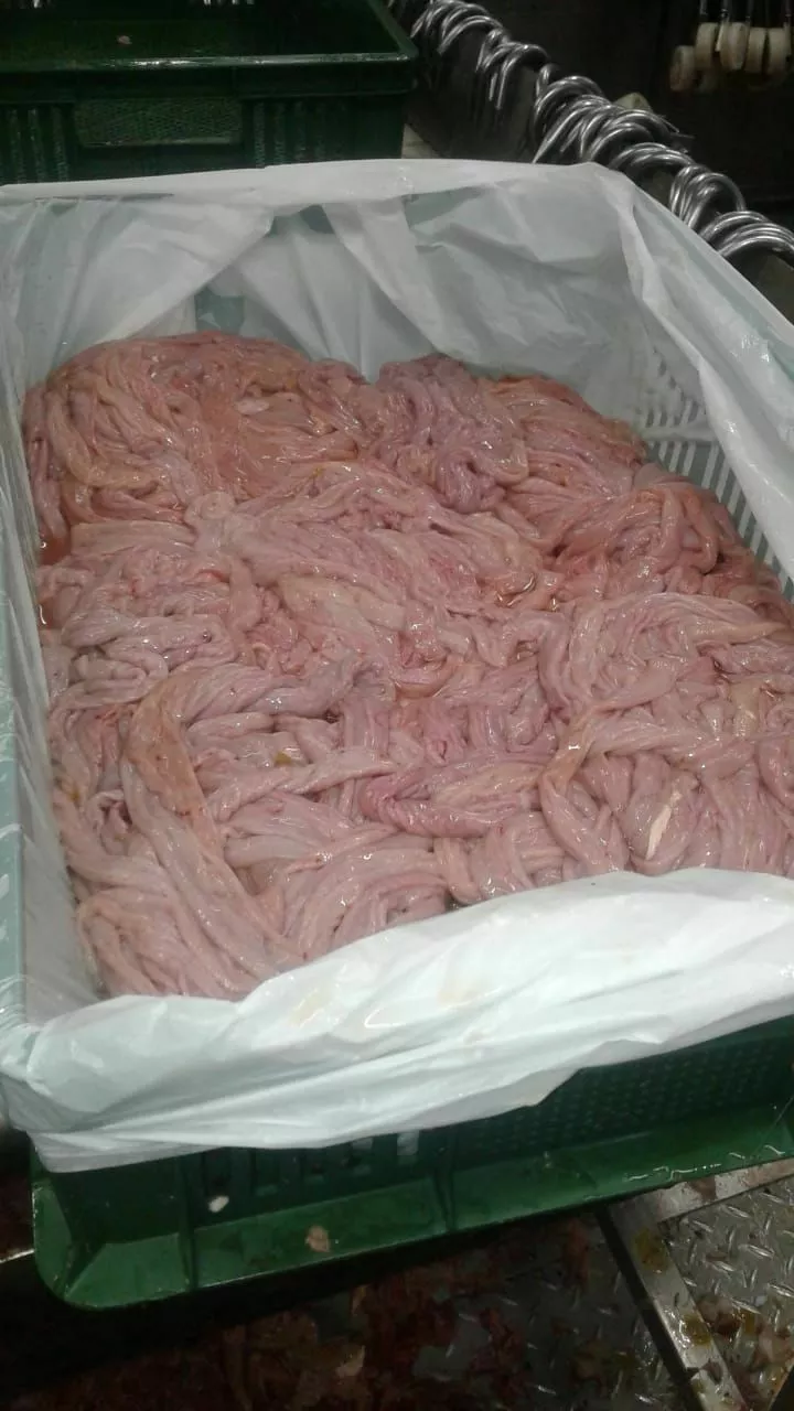 фотография продукта Кишки свинины очищенные
