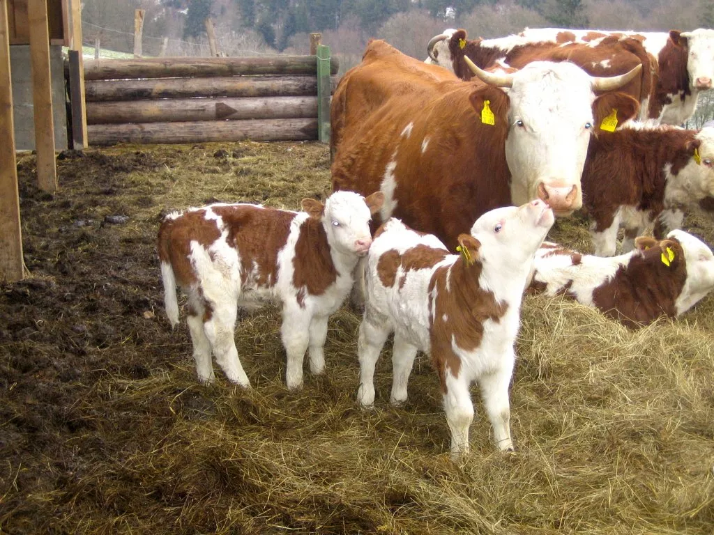 Фотография продукта Крс в живом весе