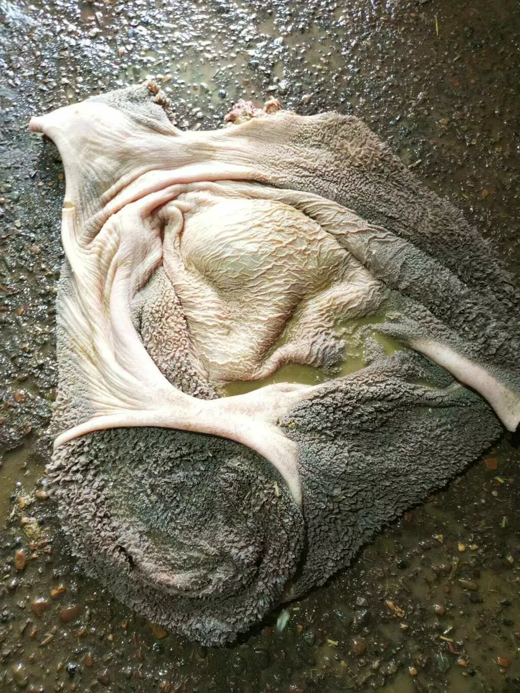 фотография продукта Рубец зеленый говяжий