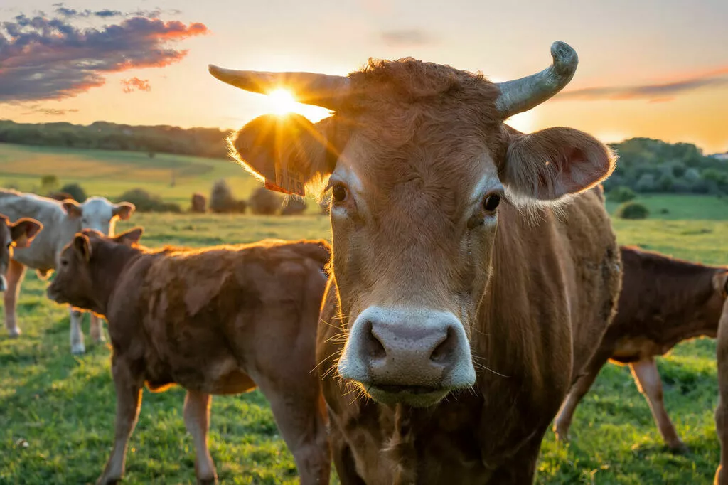 фотография продукта Говядину полутуши на постоянной основе