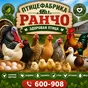 петухи. индюки. утки. цыплята в Пскове и Псковской области