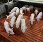 поросята, свиньи оптом с комплекса в Уфе и Республике Башкортостан 10