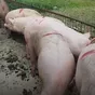 поросята, свиньи оптом с комплекса в Уфе и Республике Башкортостан 8