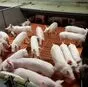 поросята, свиньи оптом с комплекса в Уфе и Республике Башкортостан 7